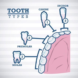 illustration explaining the types of teeth 