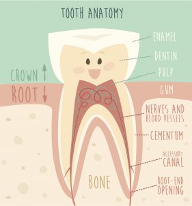 Contrary to popular myth, root canals aren’t painful – they actually treat the tooth pain you’re feeling. Your dentist in Zoinsville explains how in this post. 