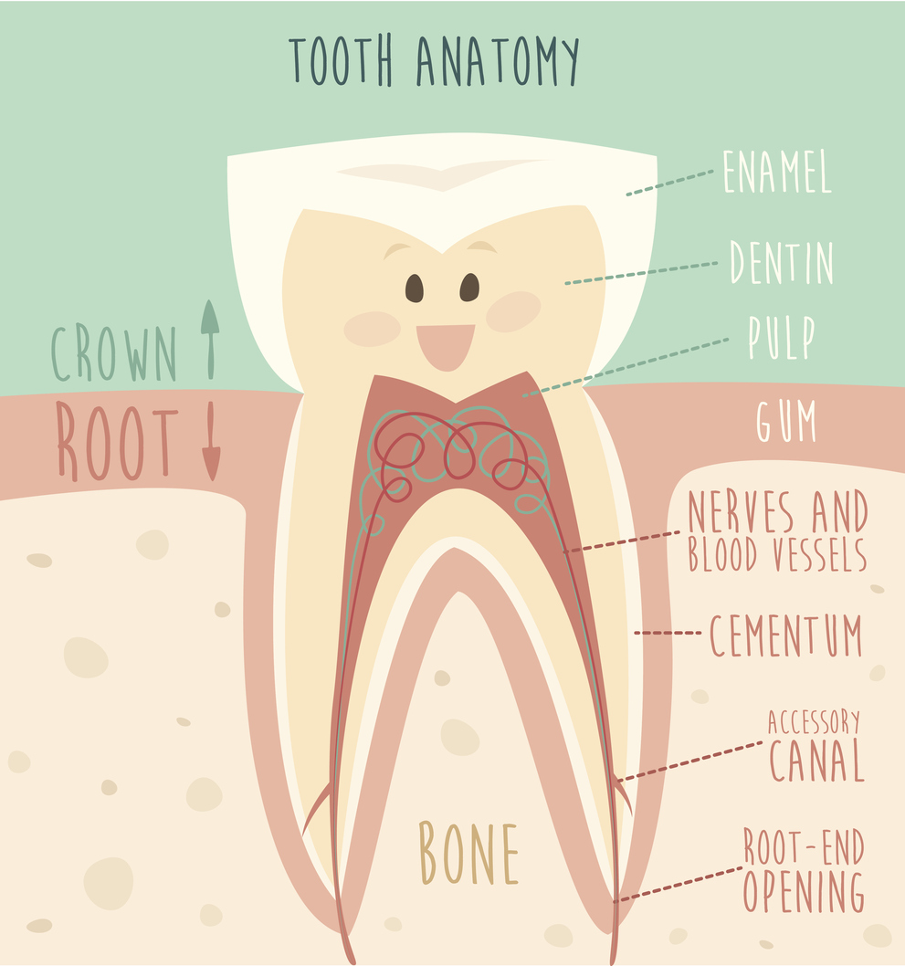 Your Dentist In Zionsville Ends Tooth Pain With Root Canals Angelo M Julovich Dds